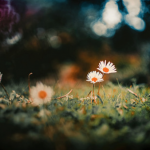 愛されるために何かをするのか、愛しているから何かをするのか。